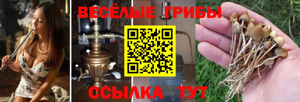 Галлюциногенные грибы Cubensis Сибай